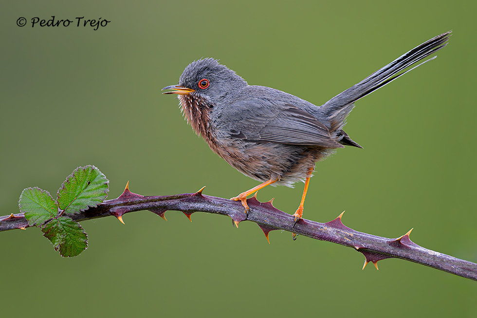 Curruca rabilarga (Sylvia undata)